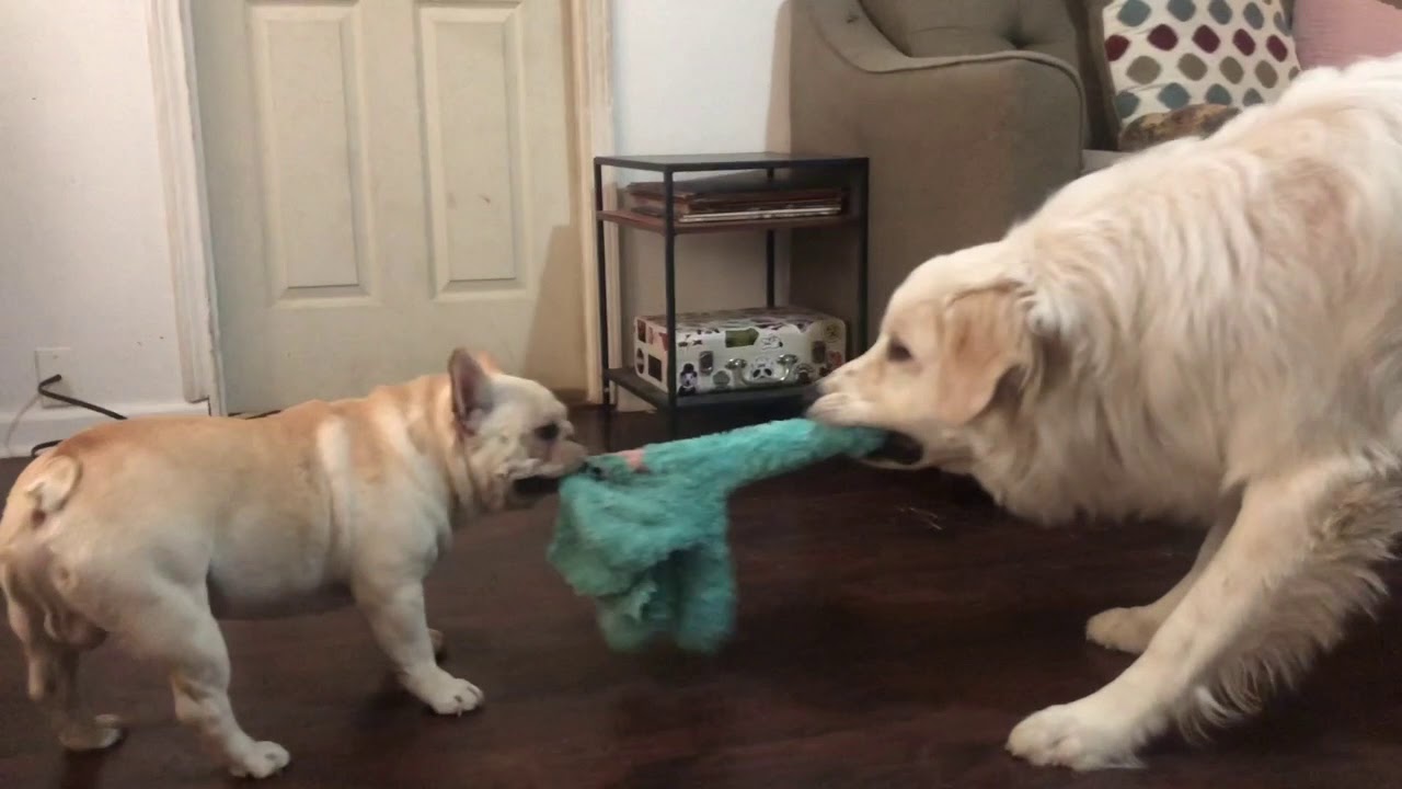 golden retriever and french bulldog