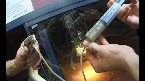 Olive Python Force Feed