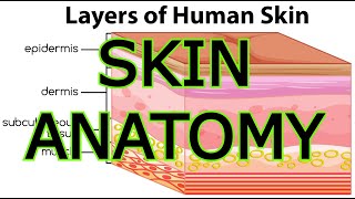 SKIN ANATOMY