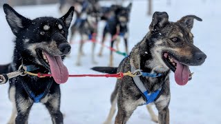 SlowTV | Abitibi Sled Dogs | Team 2 | Dec 9th, 2025