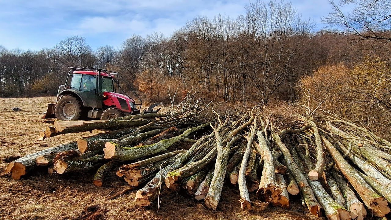Выдергиваем целые деревья и галлюзином из глубокой ямы, Амлес, Штиль 462, Зетор, Лесные работы