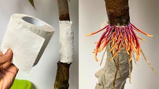 Mango Tree Air-layering Techniques Using Tissue Paper
