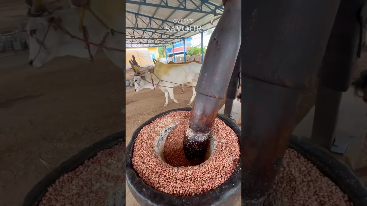Traditional Method Of Peanut Oil Extraction