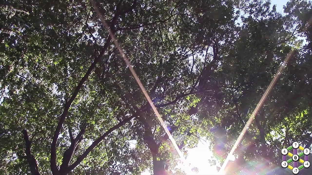 174Hz Pain Relief Rustling Trees Visuals by Tom Cassella