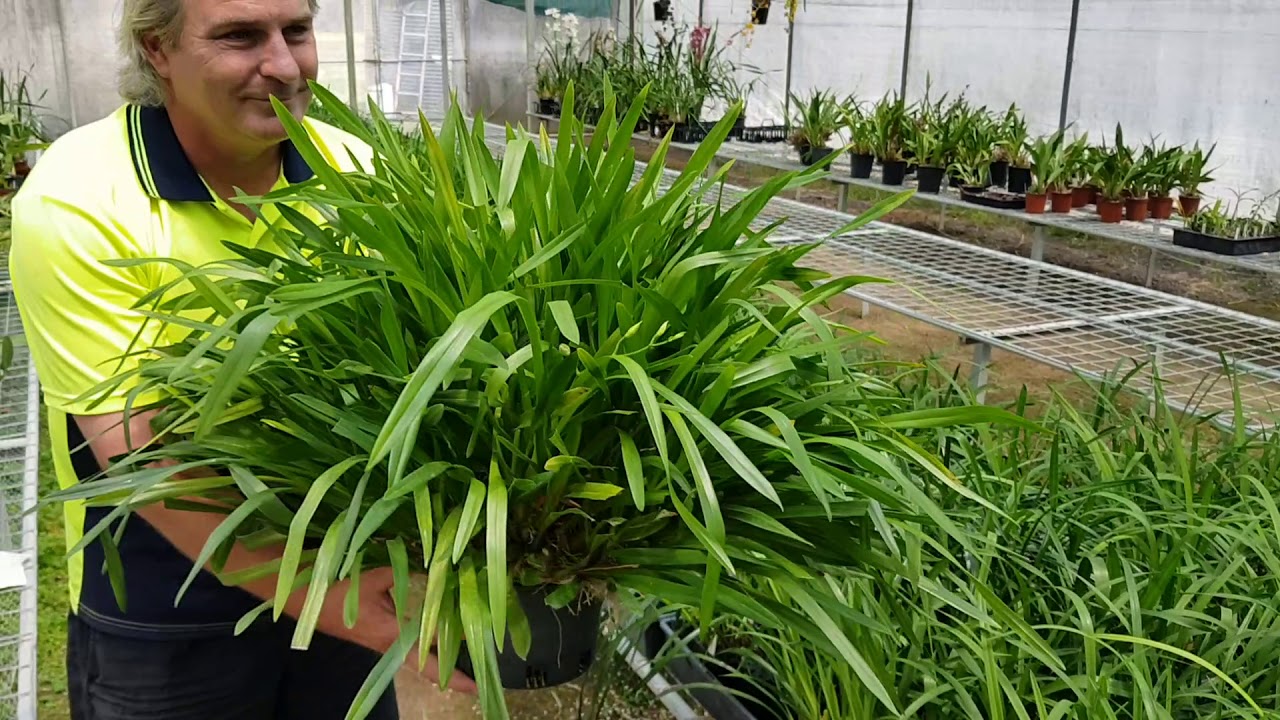 Lot 46 - Miltonia regnelii fma. Albescens