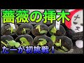 【薔薇の挿木】初挑戦🌹挿木のプロからアドバイス頂きました😊