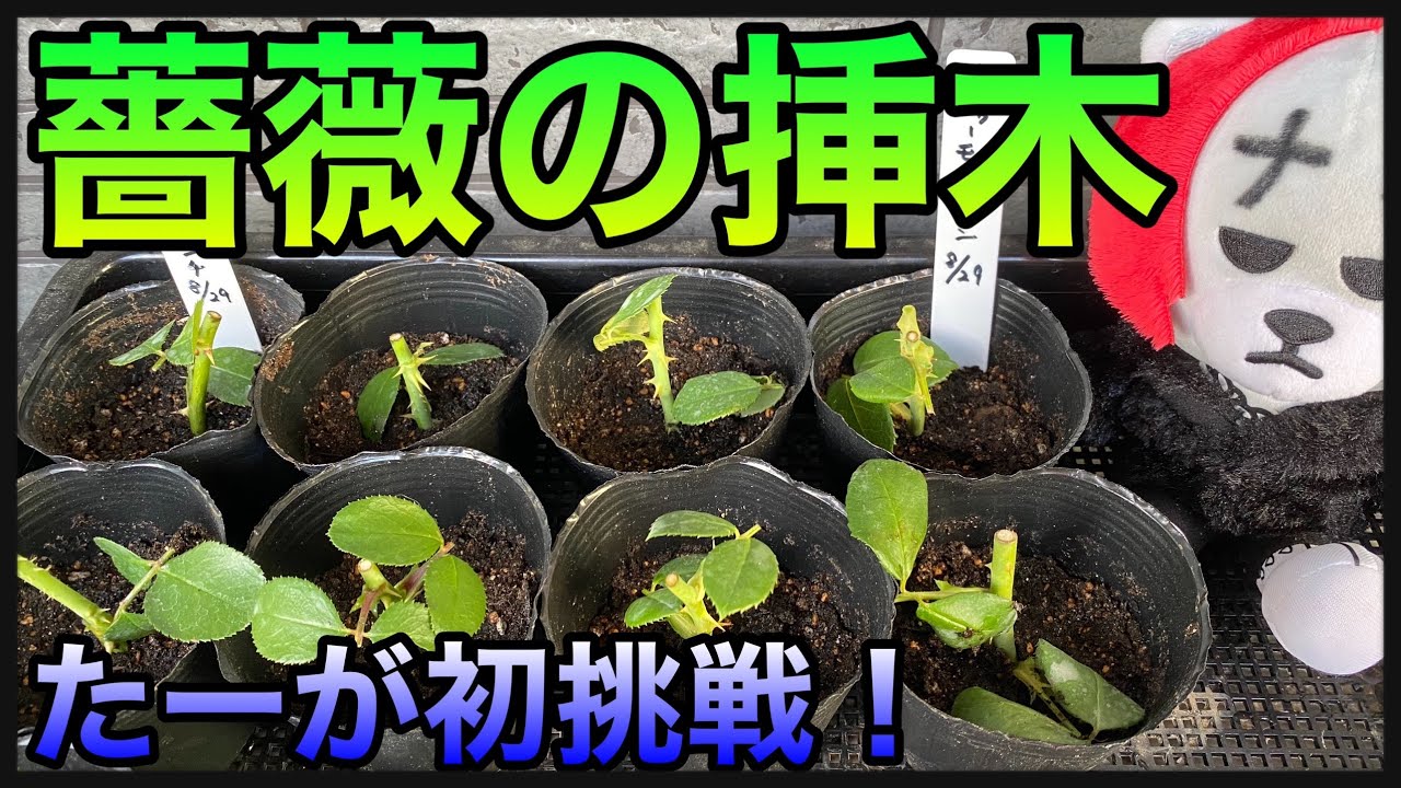 バラ 挿し木苗→取り木対応 Lニマエ (rep追加)