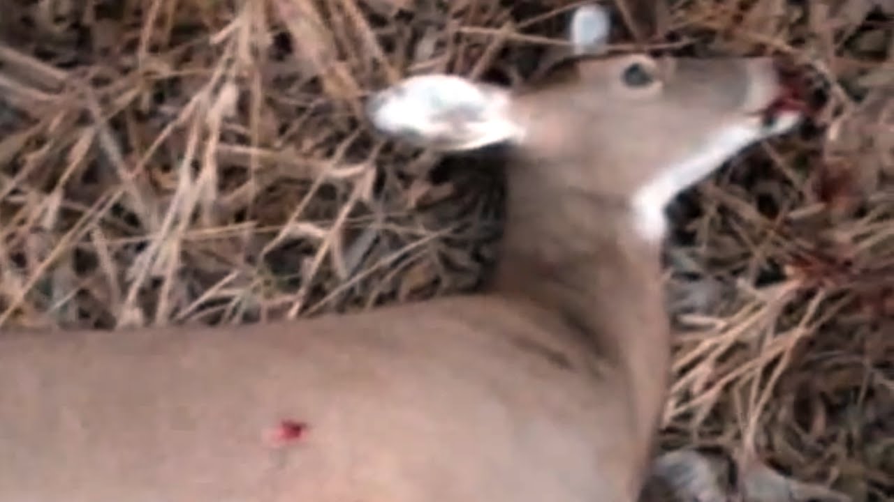 Deer Management 101 The Importance Of Harvesting Does Early