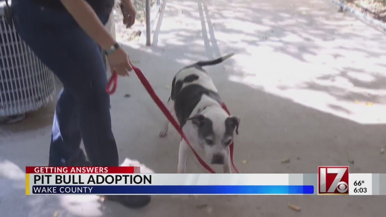 Wake animal shelter hosts $25 adoptions during Pit Bull Awareness Month