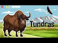 Tundra Environment Characteristics and Adaptations