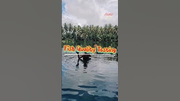 Fish Harvest time ,  Fish Quality Testing . 4k quality video