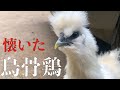 懐きすぎたチビ烏骨鶏