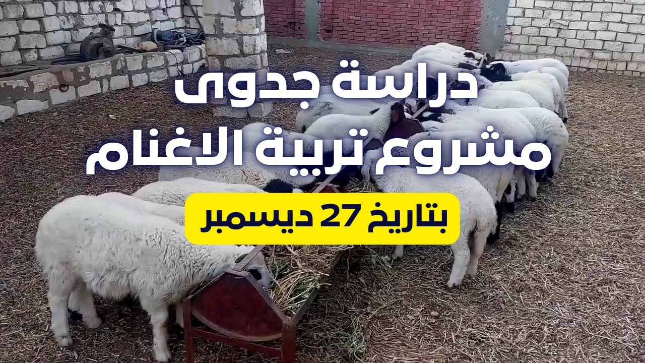 دراسة جدوى مشروع تربية الاغنام بتاريخ 27 ديسمبر للمبتدئين لازم تشوف الفيديو ده !