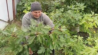 картинка: Інжир - красунчик на продаж 