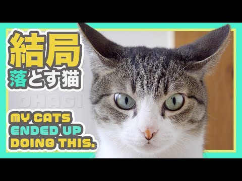 結局落とす猫