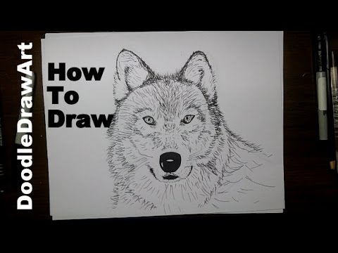 Drawing: How To Draw a Wolf Face Step by Step - Arctic Wolf (sketched