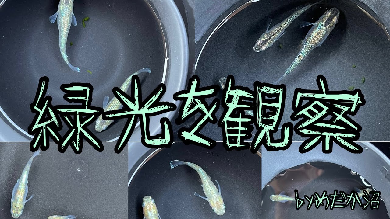 緑光を観察【めだか沼】2022.5.18