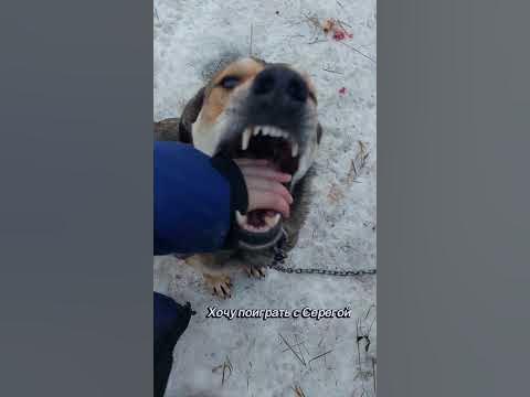 Брутальный Серега ищет дом, г.Барнаул, приют Ласка - YouTube