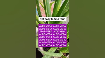 Not easy to find four (part 106) #brainteaser #search #find #puzzle