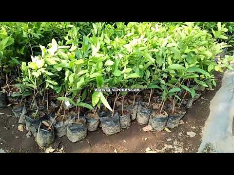 Mudah Dirawat! Bibit Jambu Air Kiojok Unggulan
