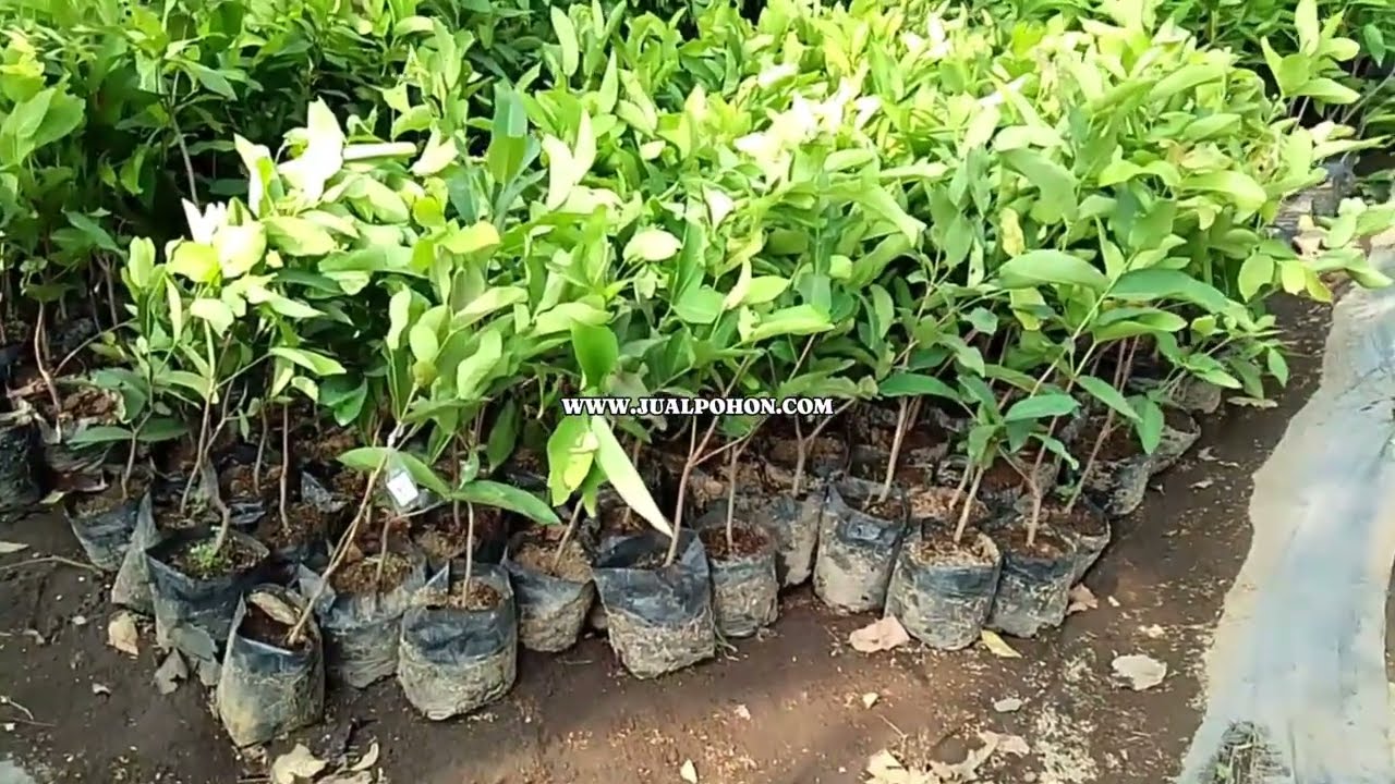 Mudah Dirawat! Bibit Jambu Air Kiojok Unggulan