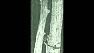 Bigfoot Captured On Trail Camera In Infrared - A Detailed Look