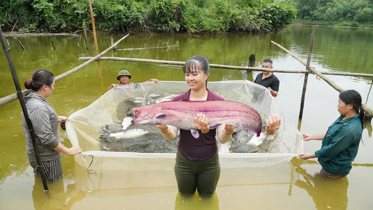 Harvest Lots Of Big Fish, Use 3-Wheeled Truck Transport Many Big Fish Goes To Market Sell