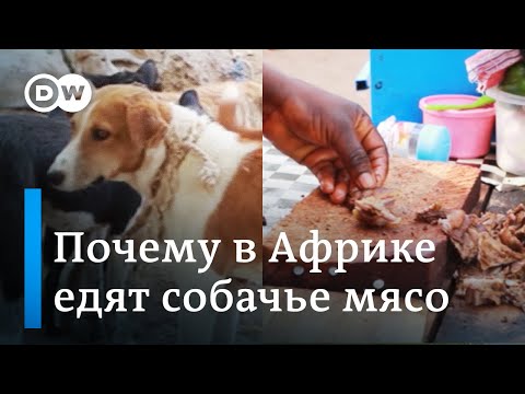 Собачье мясо: почему и как его едят | Видео не для слабонервных!