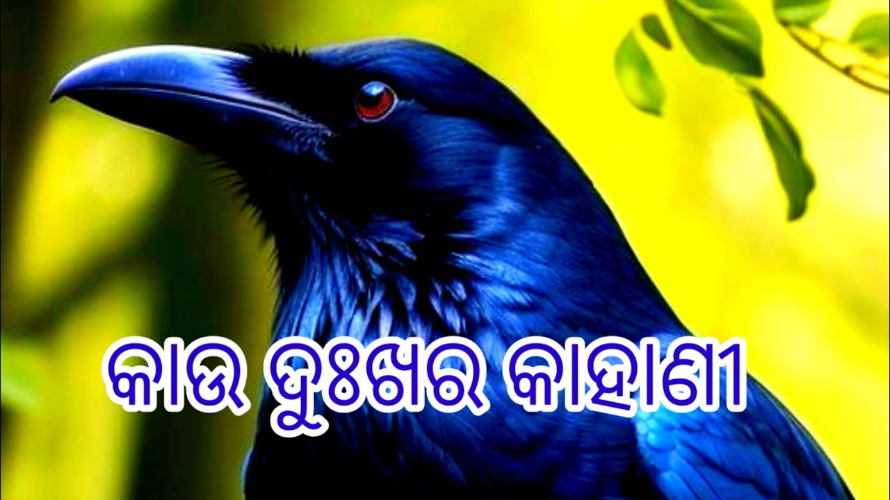 କାଉ ଦୁଃଖର କାହାଣୀ #odia motivation video #Odia kahani #Odia story