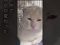傷だらけの猫【シロさんが心を開くまで】続きはロング動画へ…#ねこ動画 #ほごねこ #かわいい猫 #いぬとねこ #cat #いい話 #ほっこりする話 #猫のいる暮らし