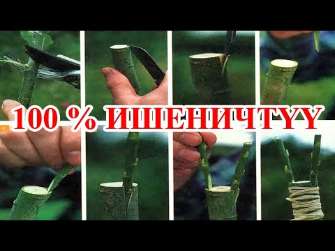 Video: Дарактарды кыйыштыруу жөнүндө маалымат