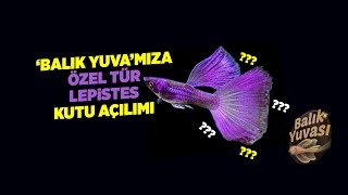 Özel Tür Lepi̇stes Kutu Açilimi New Guppy Unboxing Purple Moscow