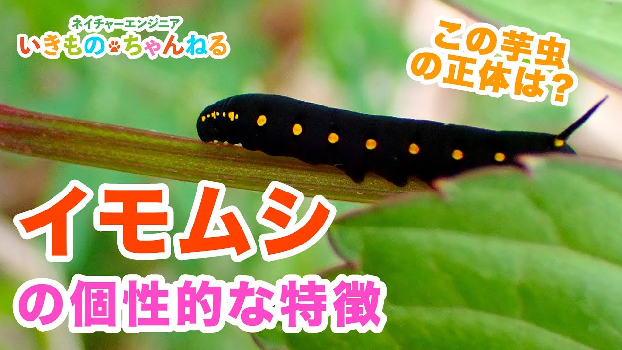 イモムシみたいな⭐昔のとぴちゃん✨ シャクガ幼虫とスズメガ幼虫を発見！イモムシ幼虫の面白い名前の由来と