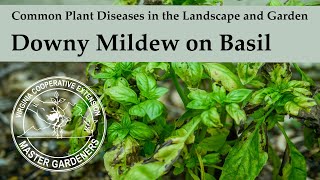 Downy Mildew on Basil  Common Plant Diseases in the Landscape and Garden