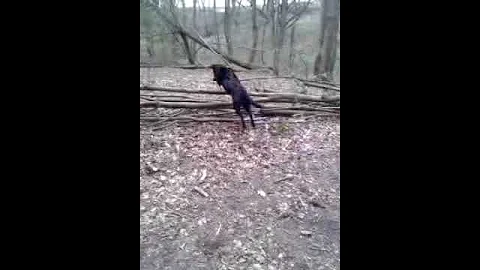 Another version of bonnie jumping in the woods