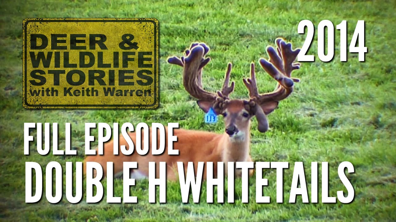 Double H Whitetails Making Progress Deer Farming YouTube