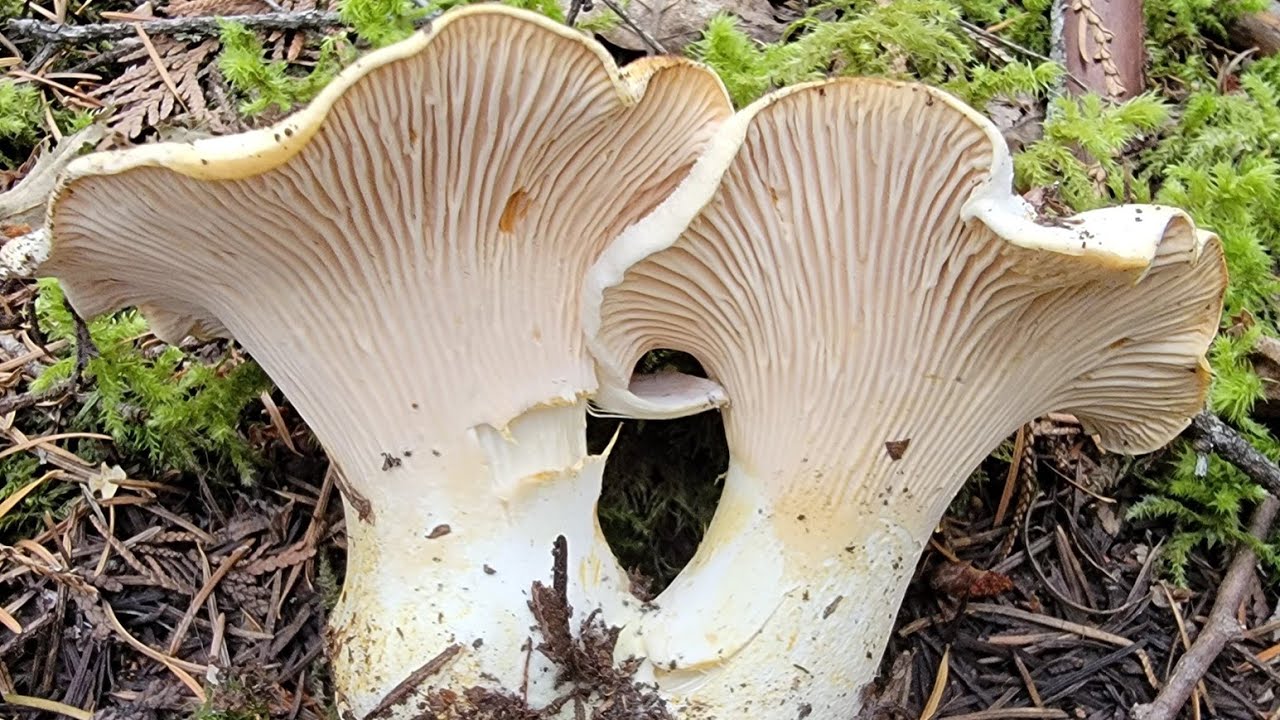 Mùa săn nấm rừng, bội thu với nhiều ổ nấm Mồng Gà mập ú tươi ngon 🇨🇦 ...