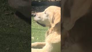 Good boy