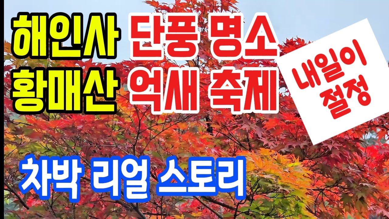 합천 해인사 단풍 계곡 곧 절정 예고, 황매산 억새 축제 내일이 피크! ㅣ주차료 폭탄, 차박 여행 리얼 스토리 공개