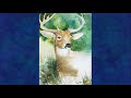 Deer Totem: Spirit Meaning of Deer