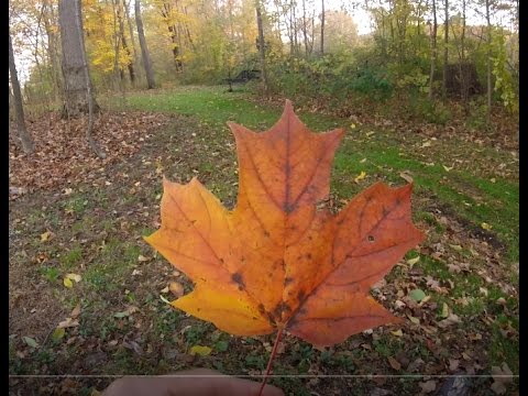 How to tell a sugar, silver and red maple leaf apart from one another