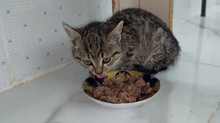 Little Kitten at Home for the First Time.