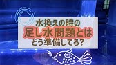 金魚が黒くなる病気 突然死の原因にも Youtube 金魚が黒くなる病気 突然死の原因にも Youtube