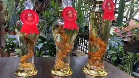 Bình Rượu Sâm Ngọc Linh 10 triệu - Sâm Ngọc Linh Kon Tum