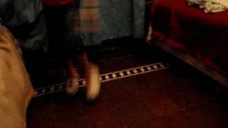 niqito intentando bailar electro