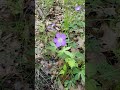 stroll through an open forest