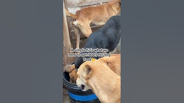 PayPal link in bio to donate