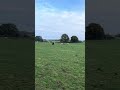 Pferdekoppel im Herbst