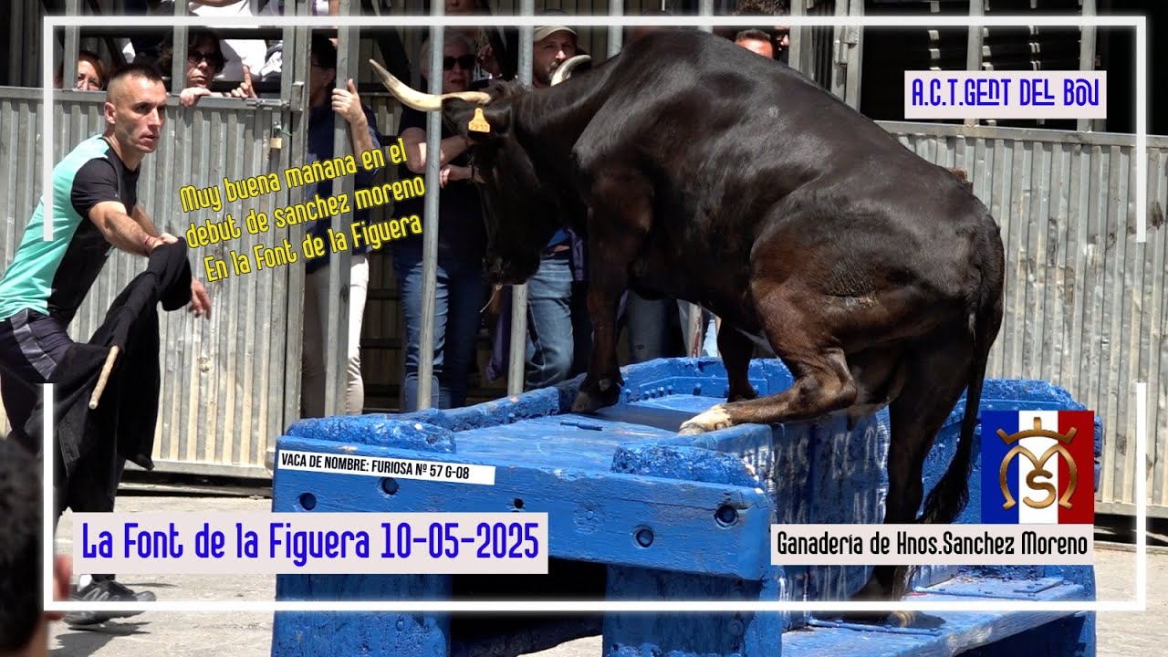 La Font de la Figuera 10 ◾ 05 ◾ 2025 Ganadería Hnos Sanchez Moreno