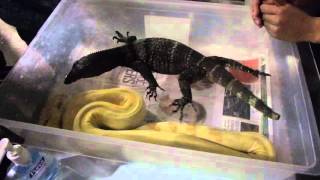 Calgary Pet Expo 2016 Black Roughneck Monitor Lizard, Var Rudicollis